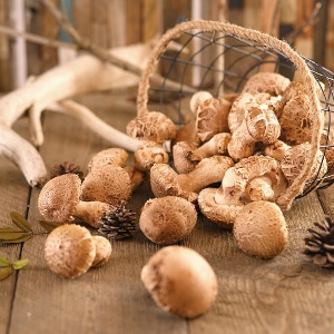 황매산 신백화고 솔 송화버섯1kg - 황매산송화버섯